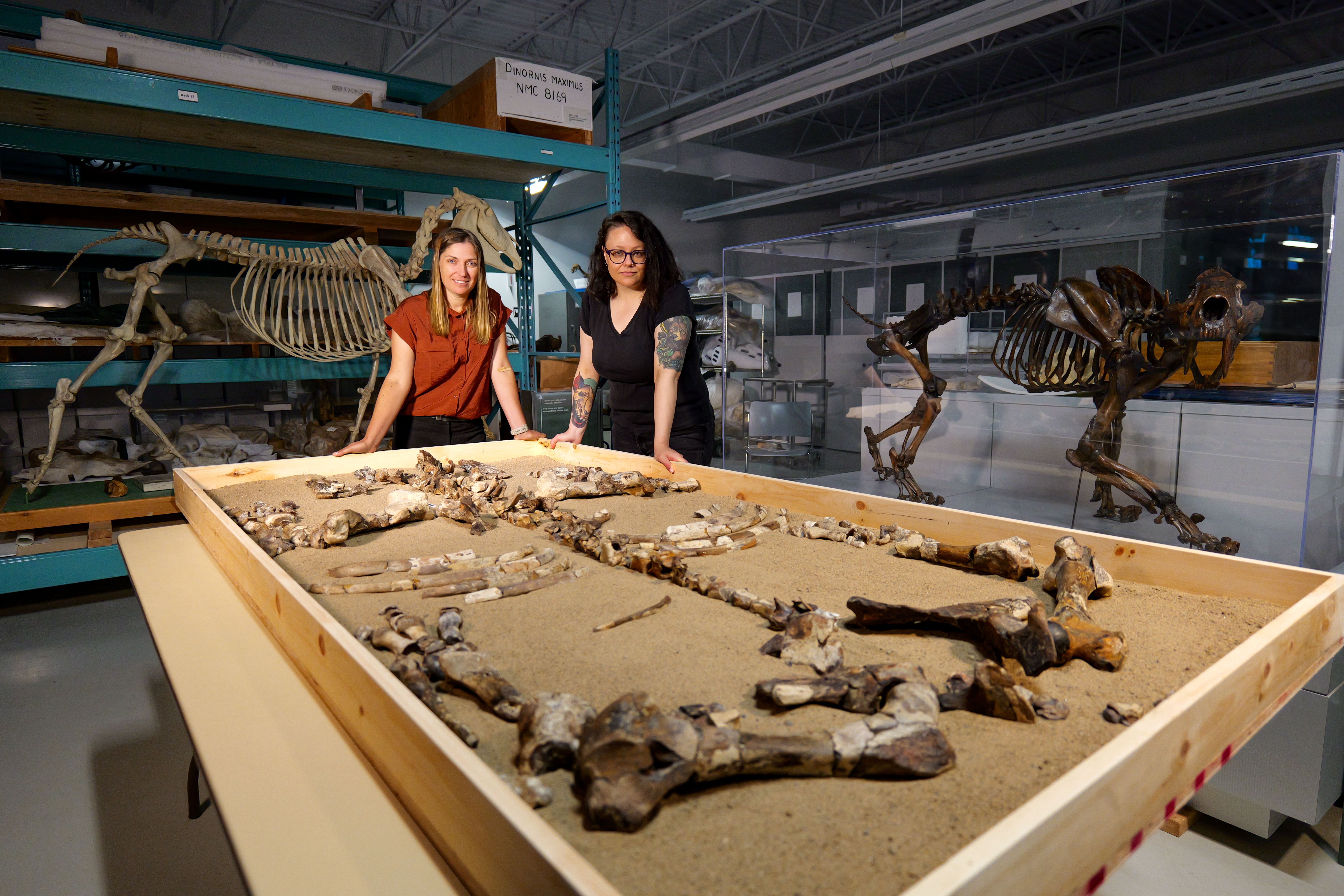 Marisa Gilbert (left) and Dr Danielle Fraser with the Arctic rhino fossil Marisa Gilbert (left) and Dr Danielle Fraser with the Arctic rhino fossil